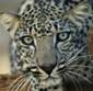 Arabian Leopard ©Jane Edmonds
