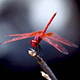 Dragonfly © BCEAW