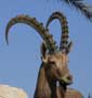 Nubian Ibex © Kevin Budd